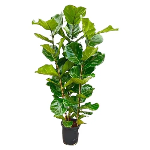 Exotenherz Ficus lyrata - Geigenfeige - Solitärpflanze - ca. 155cm hoch - 27cm Topf