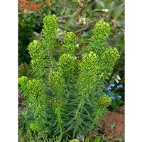 Euphorbia Characias Ssp.characias Mittelmeer Wolfsmilch Ca. 11x11 cm Topf