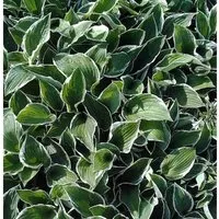 Produktbild Funkie Francee - Hosta fortunei