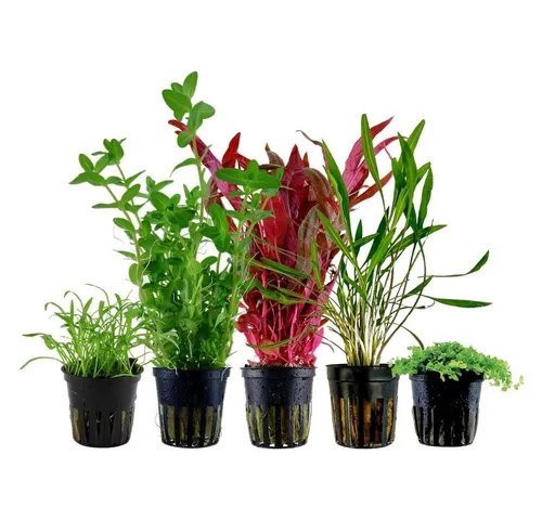 Wasserpflanzen von AquaOne