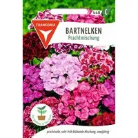 FRANKONIA Bartnelken Prachtmischung