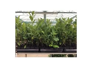 Produktbild Prunus laurocerasus 'Novita', Kirschlorbeer, immergrün, 20-30 cm
