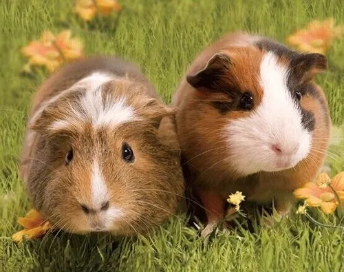 3D Magnet Meerschweinchen für Kühlschrank Tafel Whiteboard Haftmagnet