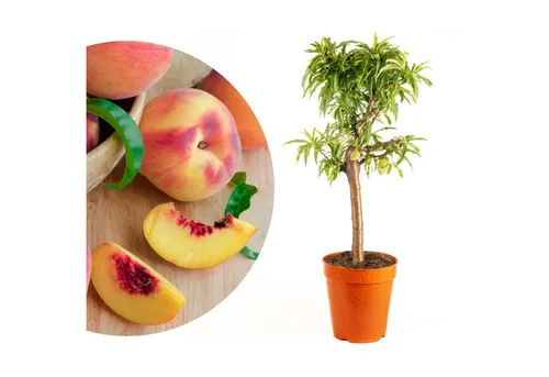 Meine Orangerie Obstpflanze Zwergobst Stämmchen - diverse Sorten, mehrjähriger Obstbaum, winterhartes Zwergobstbäumchen für Garten, Balkon oder Terrasse