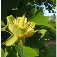 Amerikanischer Tulpenbaum 80-100cm