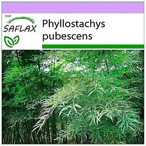 SAFLAX - Gräser-Bambus-Moso Riesenbambus - 20 Samen - Phyllostachys pubescens