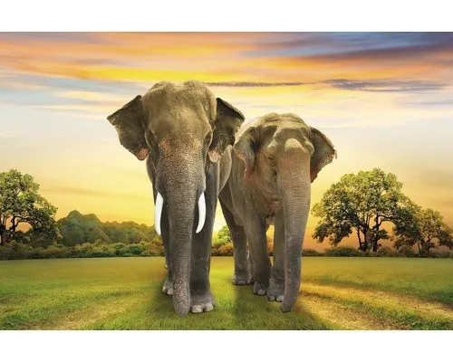 Fototapete Vlies 18353 Elephants Family - 7-tlg. für kreative Wohnräume - Vlies Fototapete in Grün, Schwarz und Weiß, ideal für Kinderzimmer und Wohnzimmer, sorgt für ein einzigartiges Ambiente und bringt die Tierwelt ins Zuhause.