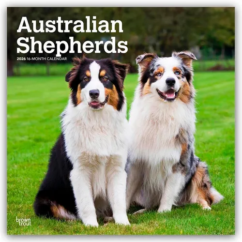 Australian Shepherds 2026 - 16-Monatskalender - Monatskalender mit 12 exklusiven Bildern von Australian Shepherds, ideal für Tierliebhaber. Großes Kalendarium für Notizen, perfekt als Geschenk oder für sich selbst.