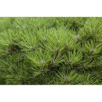 Pinus nigra Marie Bregeon - Kompakte Schwarzkiefer für Ihren Garten - Ziergehölz mit eleganter Struktur, windresistent und pflegeleicht. Ideal für Steingarten und als Solitärpflanze, bringt Farbe und Präsenz in Ihr Beet.