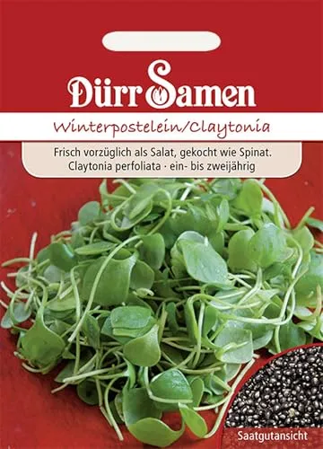 Dürr-Samen - Winterpostelein Saatgut