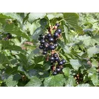 Ribes Nigrum Silvergieters Schwarze Johannisbeere 30–40 Cm