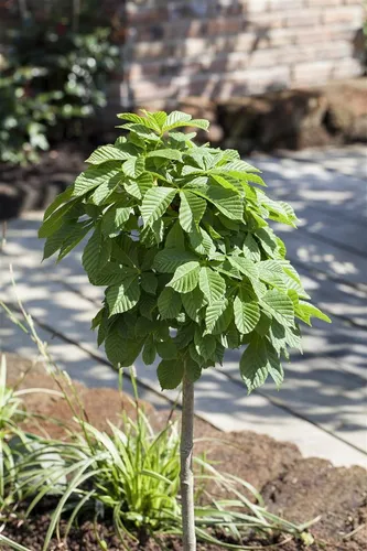 Pflanzen für Dich Gehölze Aesculus hippo. Monstrosa