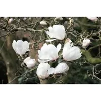 Magnolia loebneri Wildcat - Edles Ziergehölz mit Sternblüten - Ziergehölze - Die Loebner-Magnolie ‘Wildcat’ begeistert mit reich gefüllten, weißen Blüten und einer kompakten Form, ideal als Solitär im Garten oder als Kübelpflanze.