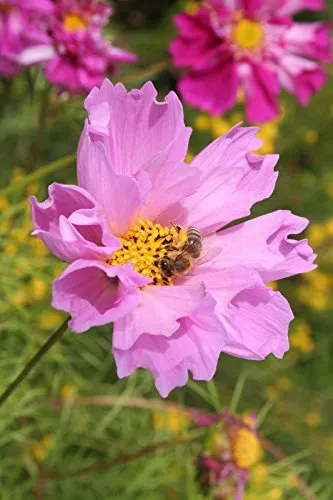 Schmuckkörbchen Sensations-Mischung in lila von Saatzucht Bardowick