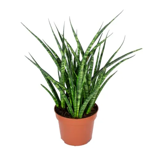Bloomique - Sansevieria Fernwood Punk - Schwiegermutterzunge - Bogenhanf - Zimmerpflanzen - Luftreinigend - Sehr pflegeleicht - 20-30 cm Hoch - Topf 12 cm
