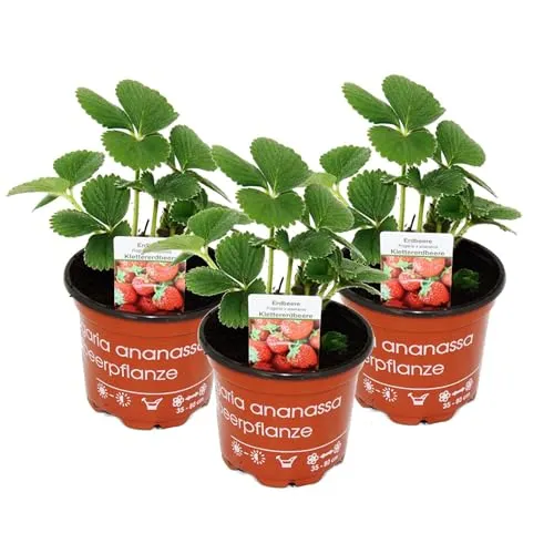 Klettererdbeere Fragaria x ananassa - 3 Pflanzen - Dekorative Klettererdbeere für Haus und Garten. Pflegeleichte Pflanzen in 9 cm Töpfen, ideal für Balkon und Terrasse. Genießen Sie frische Früchte und eine hübsche Optik!