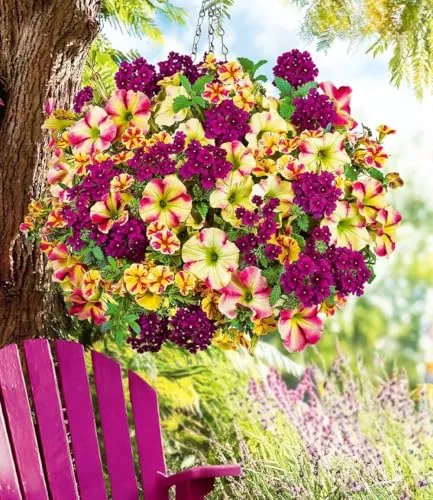 BALDUR Garten Balkonpflanze Sommerblumen-Mix 'Raspberry & Lemon', 9 St. - Genießen Sie die Farbenpracht des Sommerblumen-Mix Raspberry & Lemon! Ideal für Balkonkästen und Hängeampeln, blüht dieser pflegeleichte Mix von Mai bis Oktober und sorgt für ein blühendes Ambiente.
