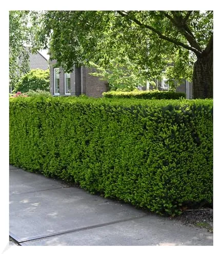 BALDUR Garten Eiben-Hecke, 1 Pflanze, Taxus baccata, winterhart, Heckenpflanze, immergrün, für Standort im Schatten geeignet, Sichtschutz, weiche Nadeln