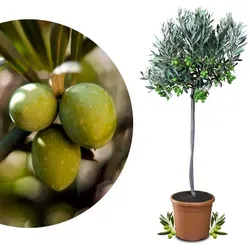 Meine Orangerie Olivenbaum Mezzo - Echte Olive in Gärtnerqualität - 80 bis 100 cm - Mediterranes Flair für Ihre Terrasse! Dieser robuste Olivenbaum ist pflegeleicht und eignet sich ideal für sonnige Plätze. Erleben Sie die Freude, eigene Oliven zu ernten und bringen Sie ein Stück Mittelmeer nach Hause!
