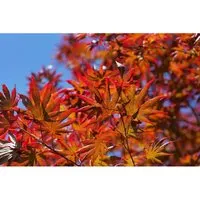 Acer palmatum 'Trompenburg', Japanischer Ahorn, rot, 40–60 cm