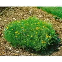 Genista Radiata Strauchginster 20-30 cm