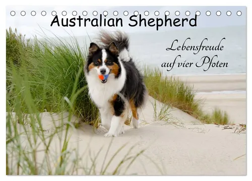 CALVENDO Wandkalender Australian Shepherd - Lebensfreude auf vier Pfoten (Tischkalender 2026