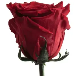 Kunstblumen von Rosemarie Schulz