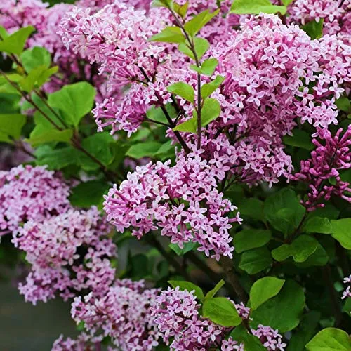 Zwergflieder Palibin - Syringa meyeri 3 Liter Gartenpflanze
