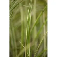 Miscanthus Sinensis Variegatus Chinaschilf Ca. 11x11 cm Topf