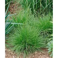 Deschampsia Cespitosa Tauträger Schmiele Ca. 9x9 cm Topf
