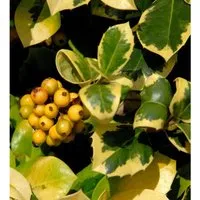 Hochstamm Gelbbunte Stechpalme Ilex Golden van Tol 80-100cm
