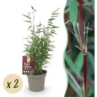 Exotenherz Fargesia Red Dragon - 2er Set Bambus im 14 cm Topf - Beliebte, nicht ausläufertreibende Bambusart mit harmonischem Wuchs. Ideal für Garten oder Terrasse, pflegeleicht und robust. Jedes Set enthält zwei Pflanzen, ca. 35 cm hoch.