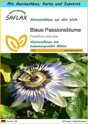 SAFLAX Blumensamen SAFLAX - Geschenkset - Blaue Passionsblume