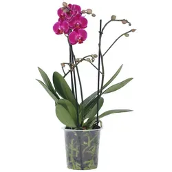 Plant in a Box - Phalaenopsis Multiflora - Lila Mottenorchidee - Orchideen, elegante Blüten mit langer Blütezeit, pflegeleicht und katzenfreundlich, sicher verpackt für unversehrte Lieferung, Höhe 35-45 cm, Topf 12 cm.
