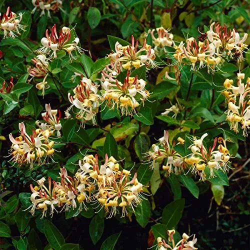 Bloomique - 2er-Set - Lonicera Henryi - Geißblatt - Orange, Rot - Kletterpflanzen - Gartenpflanzen - Winterhart - Immergrün - 50-70 cm Hoch - Topf 15 cm