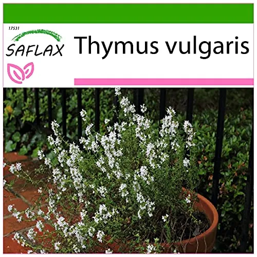 SAFLAX - Kräuter - Echter Thymian - 200 Samen - Mit keimfreiem Anzuchtsubstrat - Thymus vulgaris