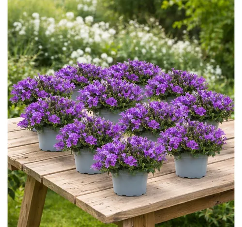 Exotenherz Bodendecker Campanula Addenda – 12 Stück im 12 cm Topf für 2 m² - Die Campanula Addenda ist eine pflegeleichte, winterharte Glockenblume mit leuchtenden lila Blüten. Ideal für eine ansprechende Begrünung von etwa 2 m², bringt sie Farbe und Lebensfreude in Ihren Garten. Perfekt für sonnige bis halbschattige Standorte.