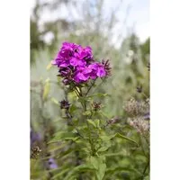 Phlox Paniculata Starfire Flammenblume Ca. 11x11 cm Topf