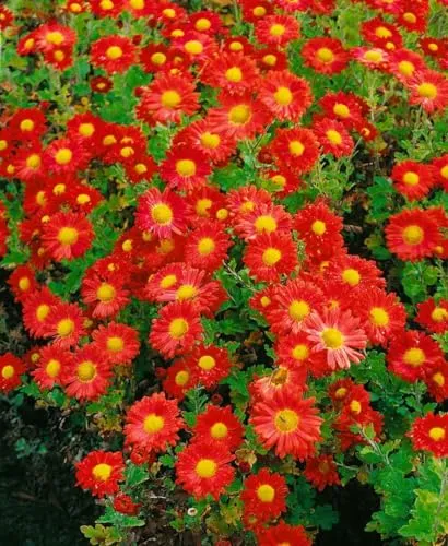 Chrysanthemum x hort. 'Fellbacher Wein' – Edle Herbst-Chrysantheme - Die Garten-Chrysantheme 'Fellbacher Wein' begeistert mit tief weinroten Blüten und ist ideal für Beete, Vorgärten sowie Kübel. Sie blüht üppig von Spätsommer bis November und bringt Farbe in den Herbstgarten.