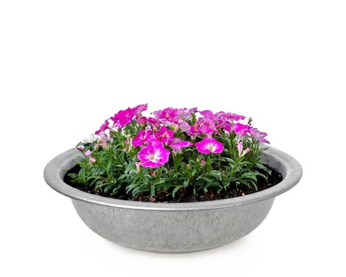 matches21 HOME & HOBBY Blumentopf Zinkwanne Zink-Schale als runde Pflanzschale Deko-Schale 35 x 9,5 cm (1 St), Metall-Schale als Garten Pflanzkübel Blumenschale für draußen