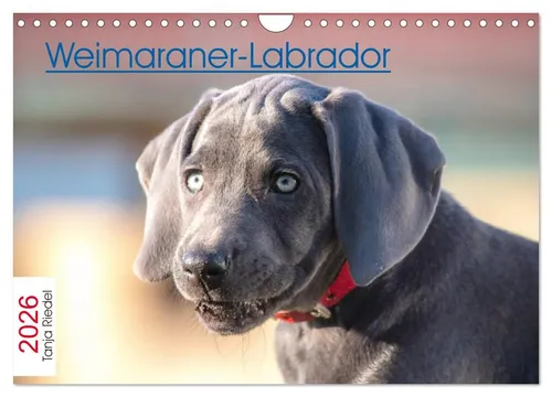 Wandkalender 2026 von Tanja Riedel – Weimaraner-Labrador