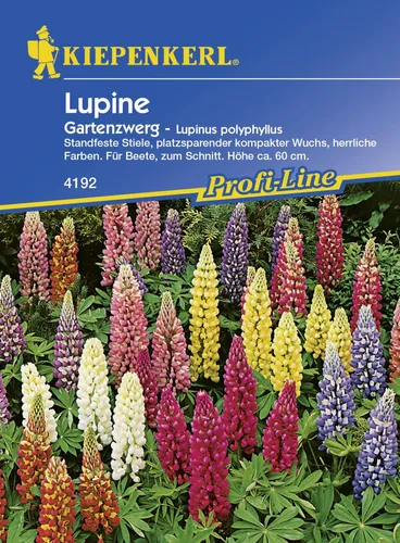 Kiepenkerl Lupine Gartenzwerg Lupinus polyphyllus, Inhalt: ca. 20 Pflanzen