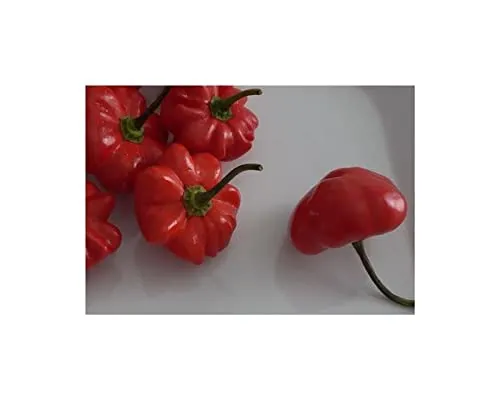 Stk - 5x Brazilian Starfish- Samen Saatgut Küche Garten Chili samen PW84 - Seeds & Plants Shop by Ipsa