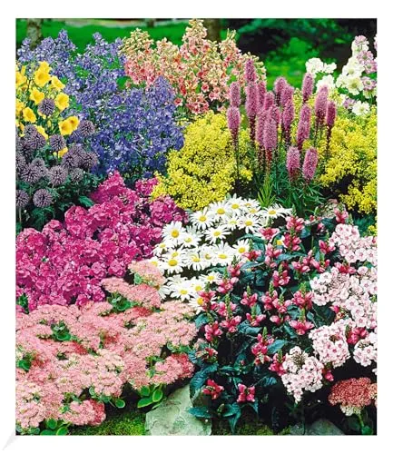 BALDUR Garten Staudenbeet 'Gartenfreude', 15 Pflanzen, Staudengarten, Taglilie, Rittersporn, Bartfaden, Weiße und Rosa Witwenblume, Edeldistel, 2 x Frauenmantel, Prachtscharte, Rote etc., blühend
