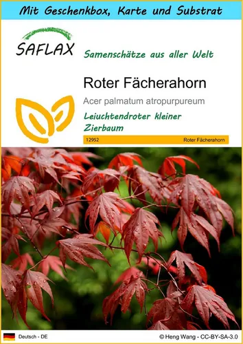 SAFLAX Blumensamen SAFLAX