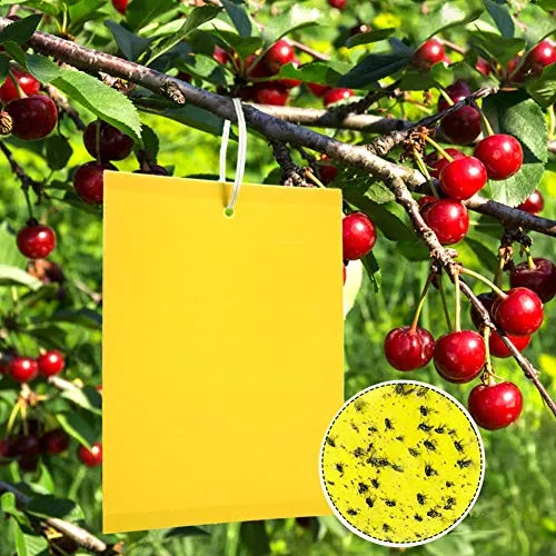 Panngu 50 Gelbtafeln Trauermücken Bekämpfen 20cmX15CM, Premium Gelbsticker Fliegenfalle, Gelbstecker Gegen Kirschfruchtfliege