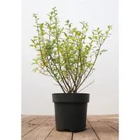 Ligustrum vulgare 'Atrovirens' 40-60 cm