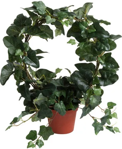 Künstliche Zimmerpflanze Efeubogen im Topf Efeu, Botanic-Haus, Höhe 38 cm