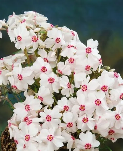 Produktbild Phlox subulata 'Amazing Grace' 9x9 cm Topf – Winterhart, Mehrjährig, Pflegeleicht – Teppichphlox – Bodendecker für Steingarten & Beet