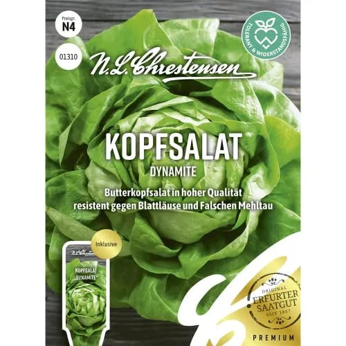 Kopfsalat Dynamite, Butterkopfsalat in hoher Qualität, Samen